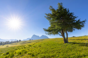 Lonely trees among the alpine pastures on the alpe di siusi (Seiser Alm), Castelrotto (Kastelruth), Dolomites, South Tyrol, Italy Lonely trees among the alpine pastures on the alpe di siusi (Seiser Alm), Castelrotto (Kastelruth), Dolomites, South Tyrol, Italy